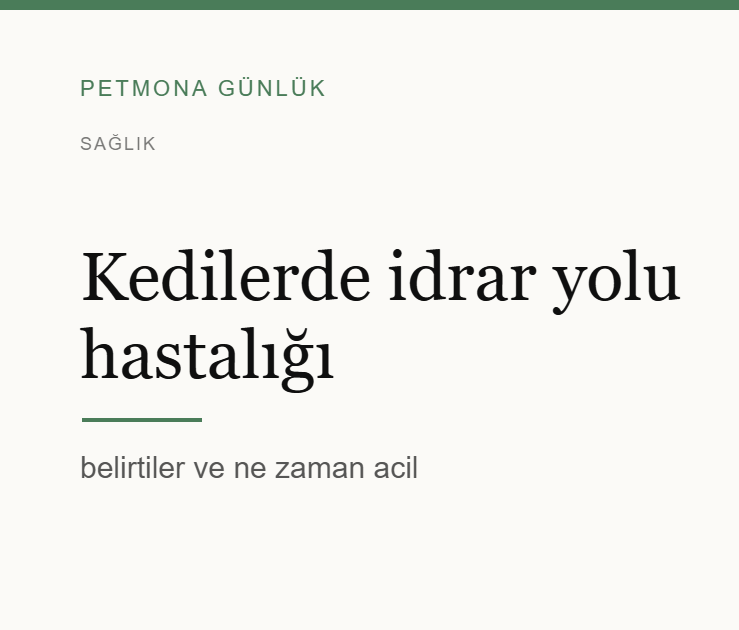 Kedilerde idrar yolu hastalığı: belirtiler ve ne zaman acil