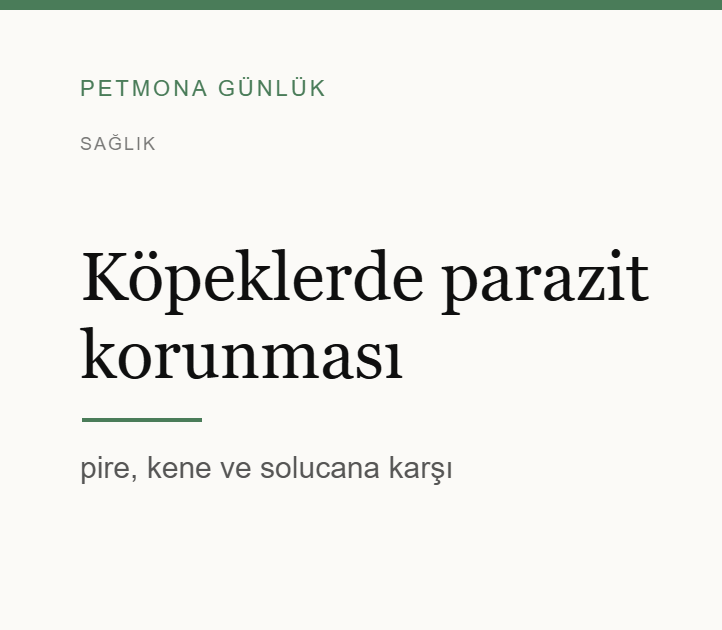 Köpeklerde parazit korunması: pire, kene ve solucan