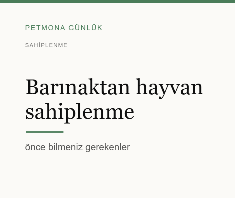 Barınaktan hayvan sahiplenme: önce bilmeniz gerekenler