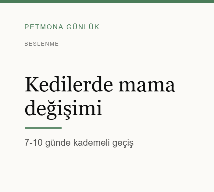 Kedilerde mama değişimi: 7-10 günde kademeli geçiş rehberi