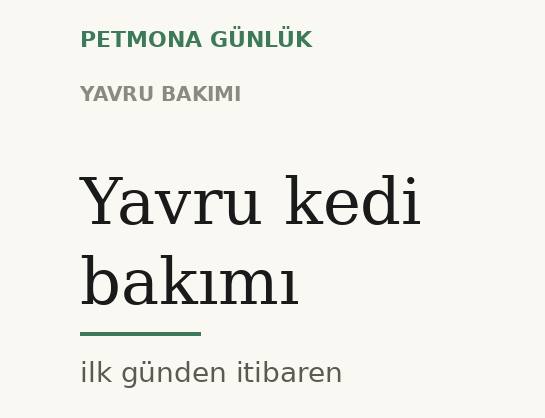 Yavru kedi bakımı: eve geldiği ilk günden itibaren