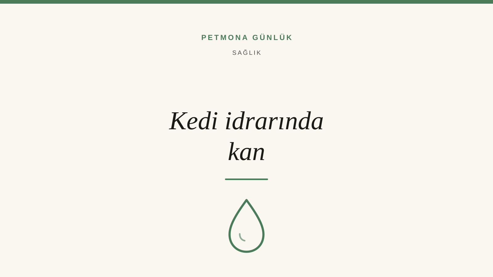 Kedi İdrarında Kan: Nedenleri, Aciliyeti ve Ne Yapmalı