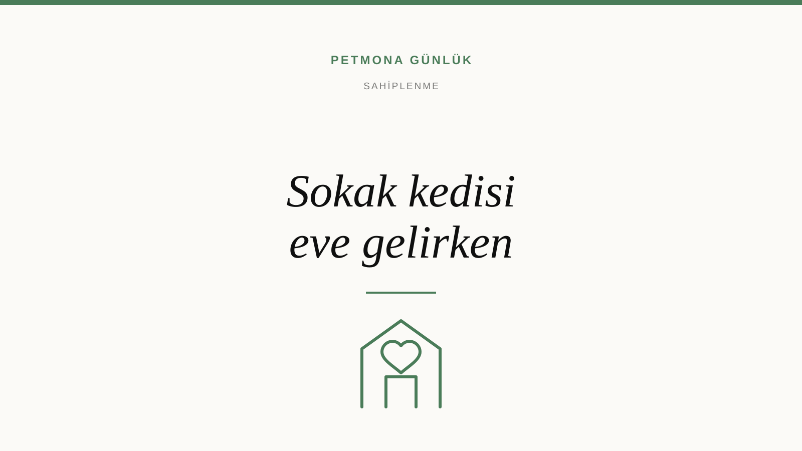 Sokak kedisini eve alırken ilk 15 gün nasıl geçer