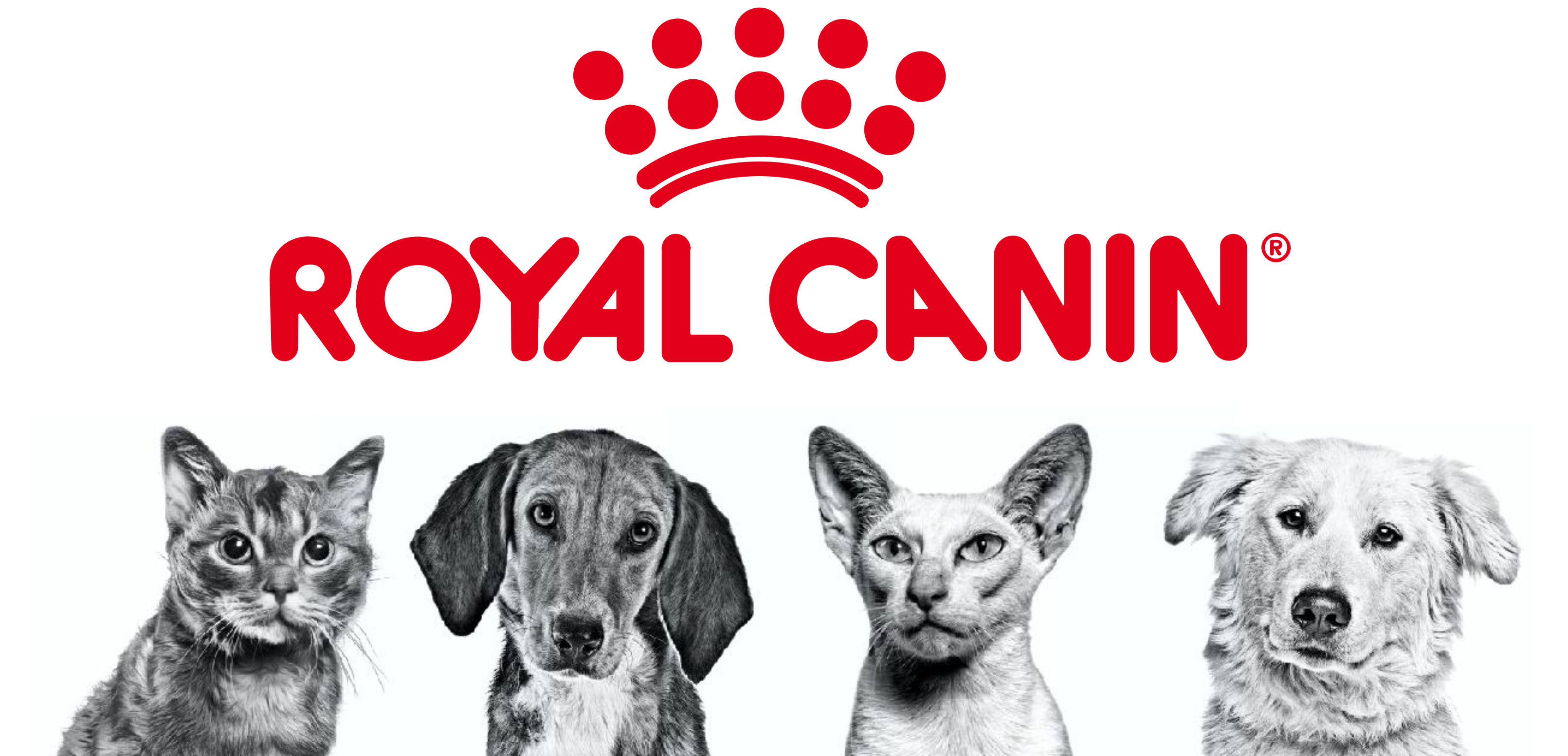 royal deneme